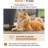 Abricot