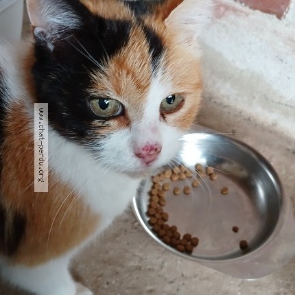 Photo 1/1 Chat trouvé Trouvé à St Jans Cappel