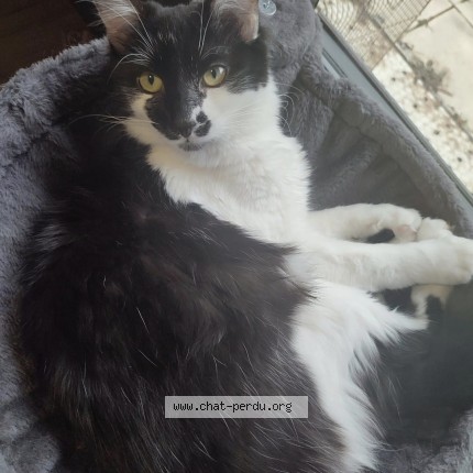 Photo 1/1 Isaia Chat perdu à Brie Et Angonnes