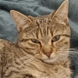 ZIA