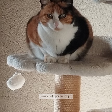 Photo 1/1 Chat retrouvé Perdu à Castillon Massas