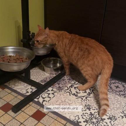 Photo 1/1 Chat trouvé Trouvé à Le Lardin Saint Lazare