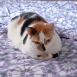 Sissi
