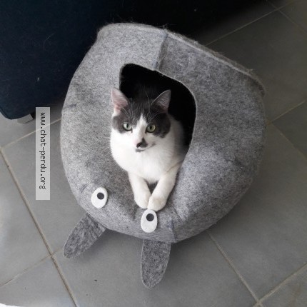Photo 1/1 Chat retrouvé Perdu à Grenoble