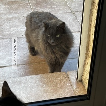 Photo 1/1 Chat trouvé Trouvé à Montpellier