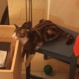 Figouille