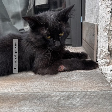 Photo 1/1 Chat trouvé Trouvé à Orly