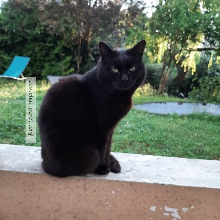 Photo 1/1 Chat trouvé Trouvé à Esbly