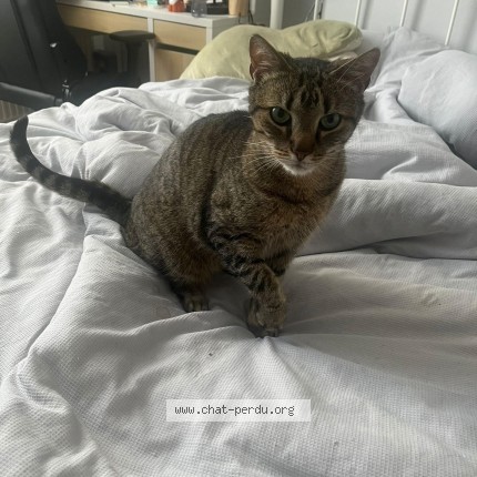Photo 1/1 Jaou Chat perdu à Etterbeek