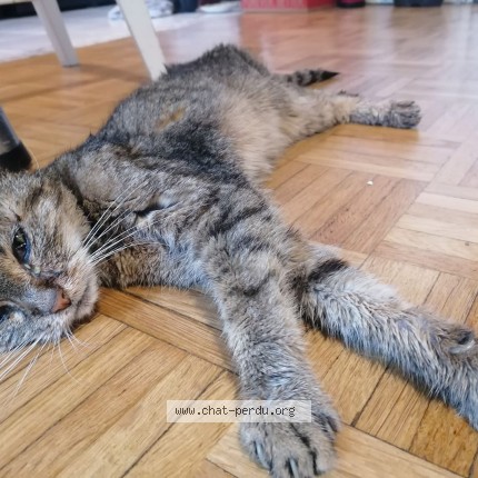 Photo 1/1 Chat trouvé Trouvé à Vitry Sur Seine