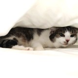 KITTY