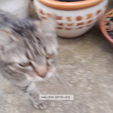 Photo 1/1 Chat retrouvé Perdu à Saix