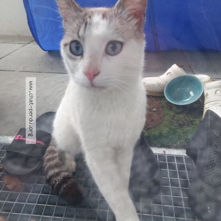 Photo 1/1 Chat trouvé Trouvé à Chevilly Larue
