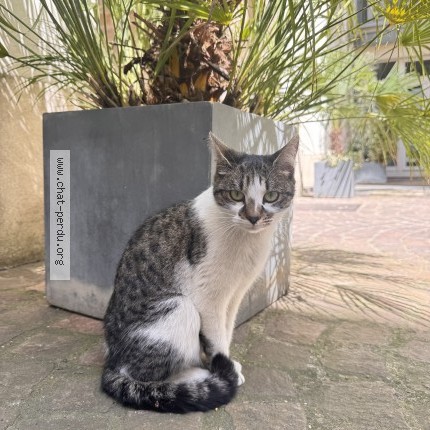 Photo 1/1 Chat trouvé Trouvé à Paris
