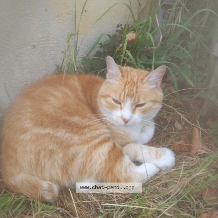 Photo 1/1 MINOUCHE Chat perdu à Meximieux