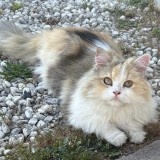 poupette