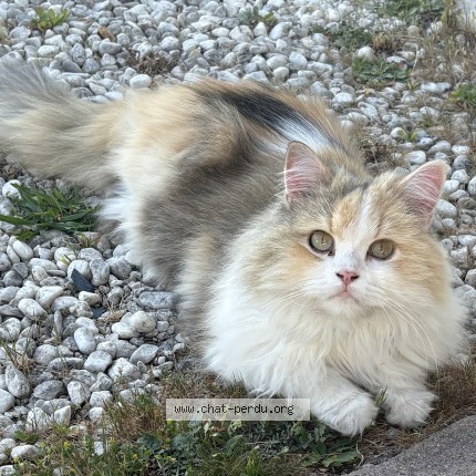 Photo 1/1 poupette Chat perdu à Saint Loubes