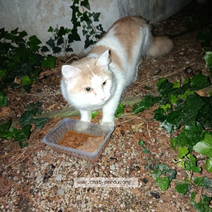 Photo 1/1 Chat trouvé Trouvé à Villeurbanne
