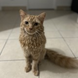 Ky&ucirc;bi