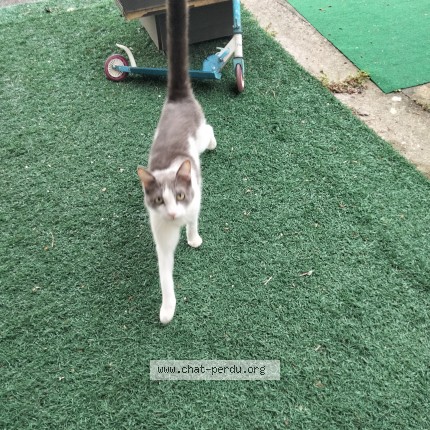 Photo de chat trouvé à St Jean De Vedas