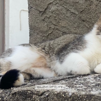 Photo de chat perdu à Blanzat