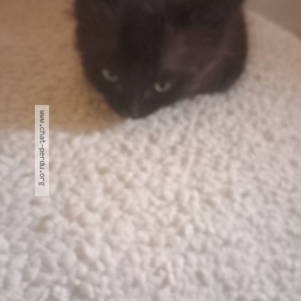 Photo 1/1 gros minet Chat perdu à Paris