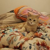 Boris