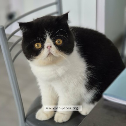 Photo 1/2 Awaï dit albert Chat perdu à Saint Chamas