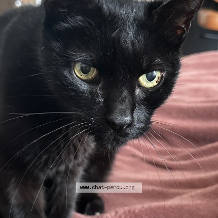 Photo 1/1 Chat trouvé Trouvé à Juvisy Sur Orge