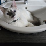Bou
