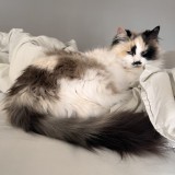 MOUSTACHE