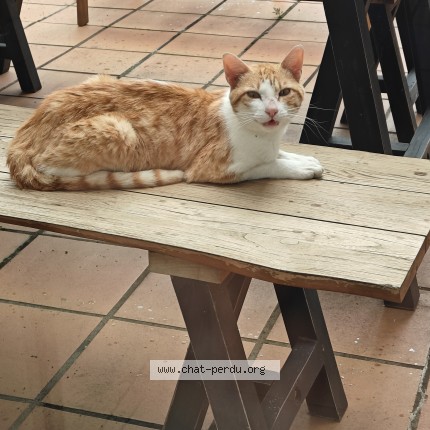 Photo 1/1 Chat trouvé Trouvé à Saint Etienne De Tulmont