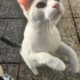ma&iuml;a