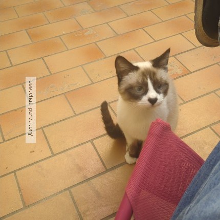 Photo 1/1 azure Chat perdu à Cadenet