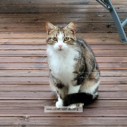 Photo 1/1 Chat trouvé Trouvé à Bergerac