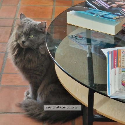 Photo de chat perdu à Saint Pierre D Albigny