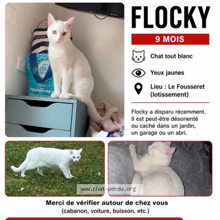 Photo 1/1 Flocky Chat perdu à Le Fousseret