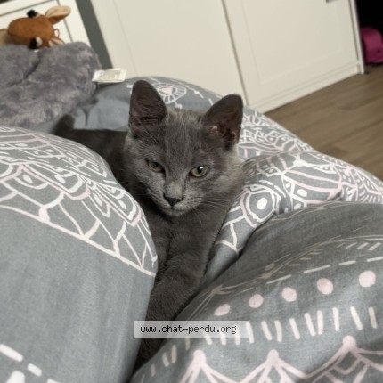 Photo 1/1 groot Chat perdu à Bauvin