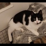 oreo