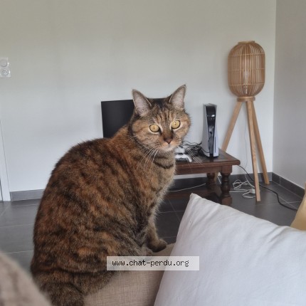 Photo de chat perdu à Chambray Les Tours