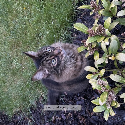 Photo 1/1 Chat trouvé Trouvé à Flemalle