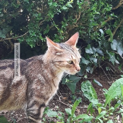 Photo 1/5 Mimoune Chat perdu à Craponne Sur Arzon