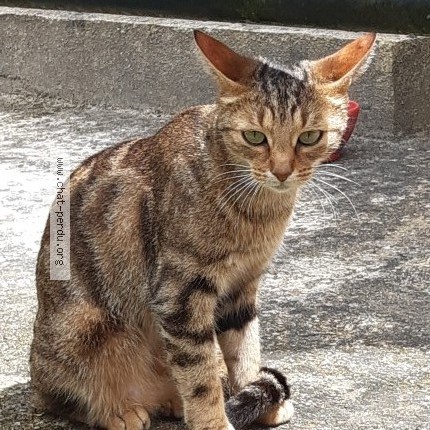 Photo 2/5 Mimoune Chat perdu à Craponne Sur Arzon