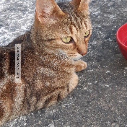 Photo 3/5 Mimoune Chat perdu à Craponne Sur Arzon