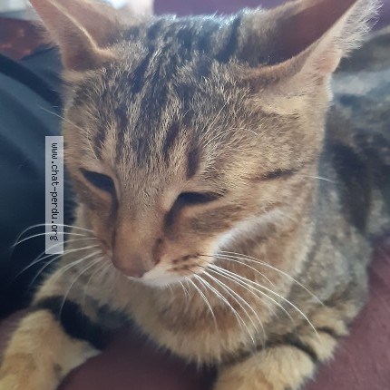 Photo 4/5 Mimoune Chat perdu à Craponne Sur Arzon