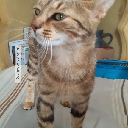 Photo 5/5 Mimoune Chat perdu à Craponne Sur Arzon