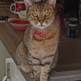 mimi