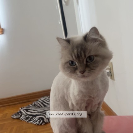 Photo 1/1 minou Chat perdu à Montreal
