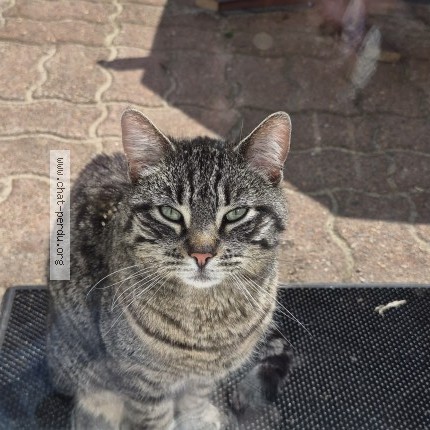 Photo 1/1 Chat trouvé Trouvé à Saint Nicolas De La Taille