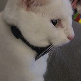 blanca